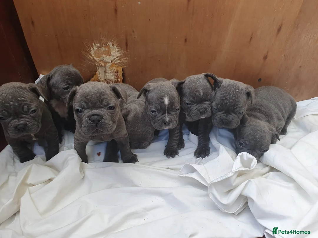 French Bulldog dogs for stud: French Bulldog stud in London - Advert 12