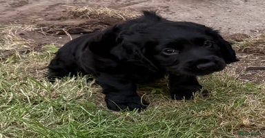 Cocker Spaniel dogs - Advert 11