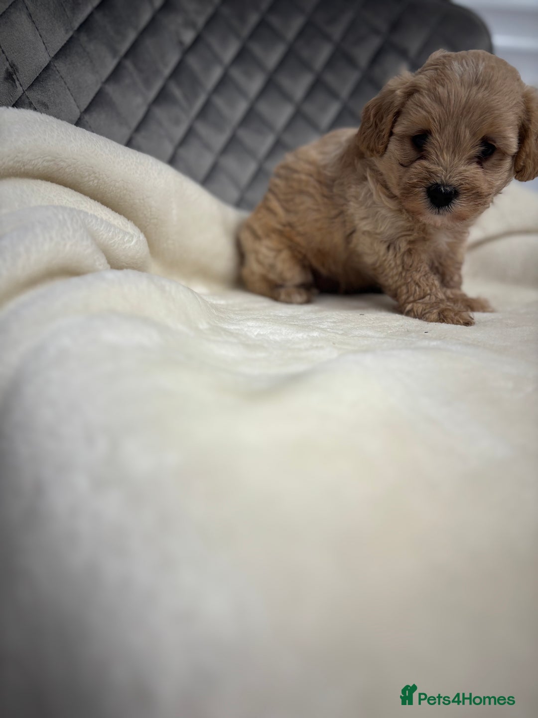 Maltipoo dogs for sale: F1 maltipoo puppies  - Image 6