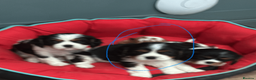 Cavalier King Charles Spaniel dogs for sale: KC REG/EXTENSIVELY MRI HEALTH Tested Male Cav Pup - Advert 3