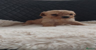 Cavapoo dogs - Advert 18