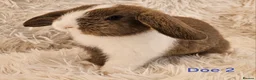 Mini Lop rabbits for sale: READY TO COLLECT from the 20th March 2026 - Advert 4