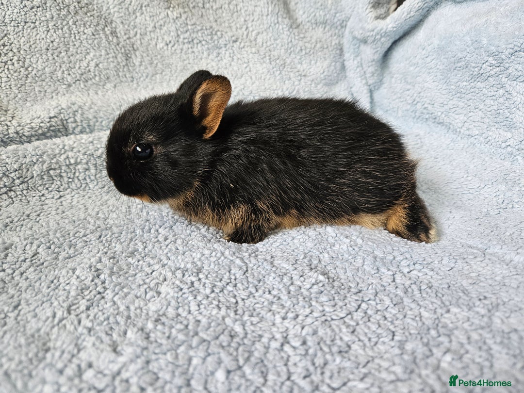 Netherland Dwarf rabbits for sale: Netherland dwarf bunnies  - Image 13