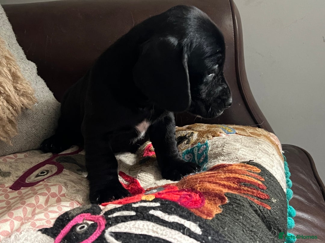 Mixed Breed dogs for sale: Cutest Standard Dachshund x Cocker Puppies - Image 11