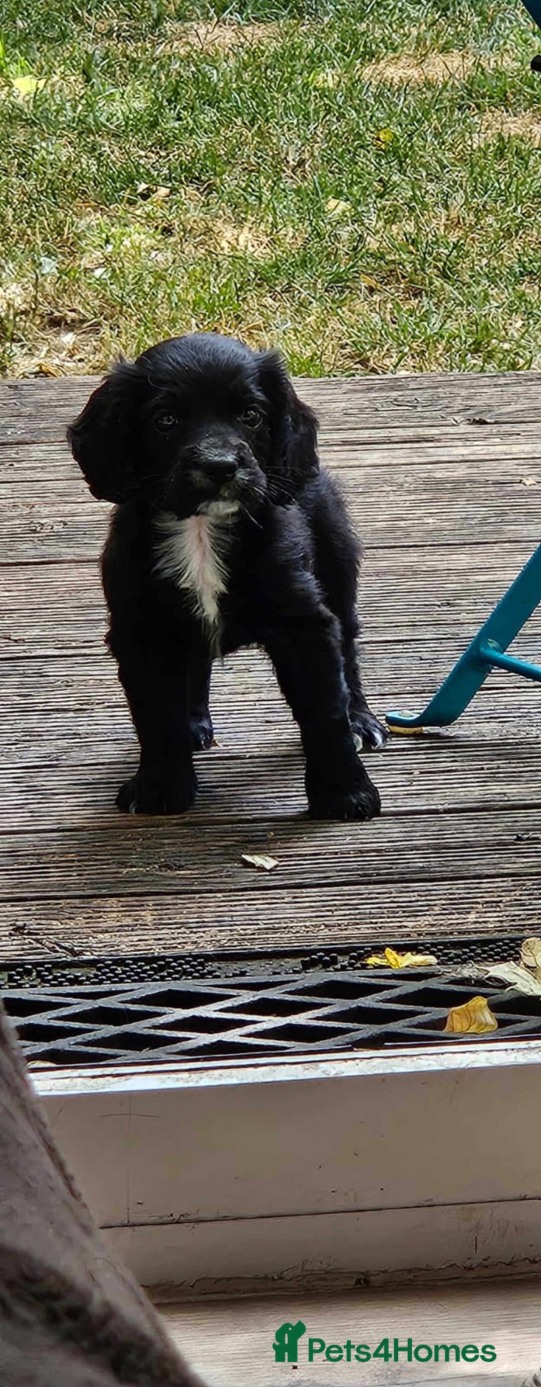 Cocker Spaniel dogs for sale: Cockerspaniel black girl - Image 6
