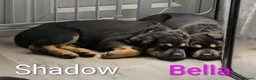 Mixed Breed dogs for sale: German Shepherd Cross Puppies  - Advert 7