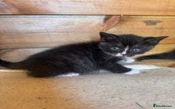 Mixed Breed cats for sale: 6 beautiful kittens looking for homes🏡  - Image 10
