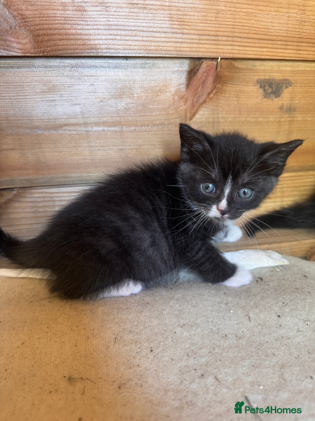 Mixed Breed cats for sale: 6 beautiful kittens looking for homes🏡  - Image 10