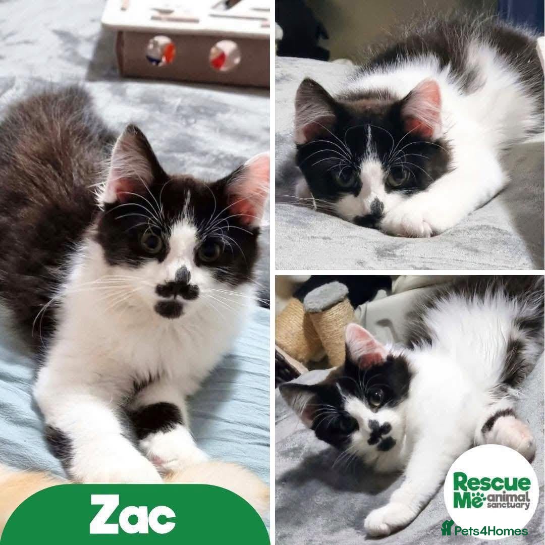 Mixed Breed cats for adoption: Zac - sweet shy boy - Advert 1
