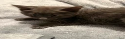 Mixed Breed cats for sale: Kittens - Advert 5