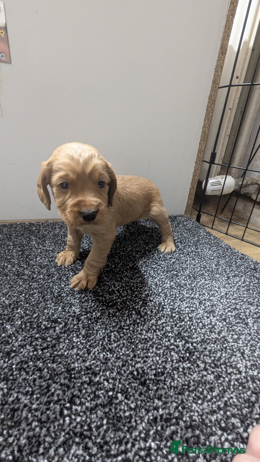 Cocker Spaniel dogs for sale: Adorable Working-Type Cocker Spaniel puppies - Advert 20