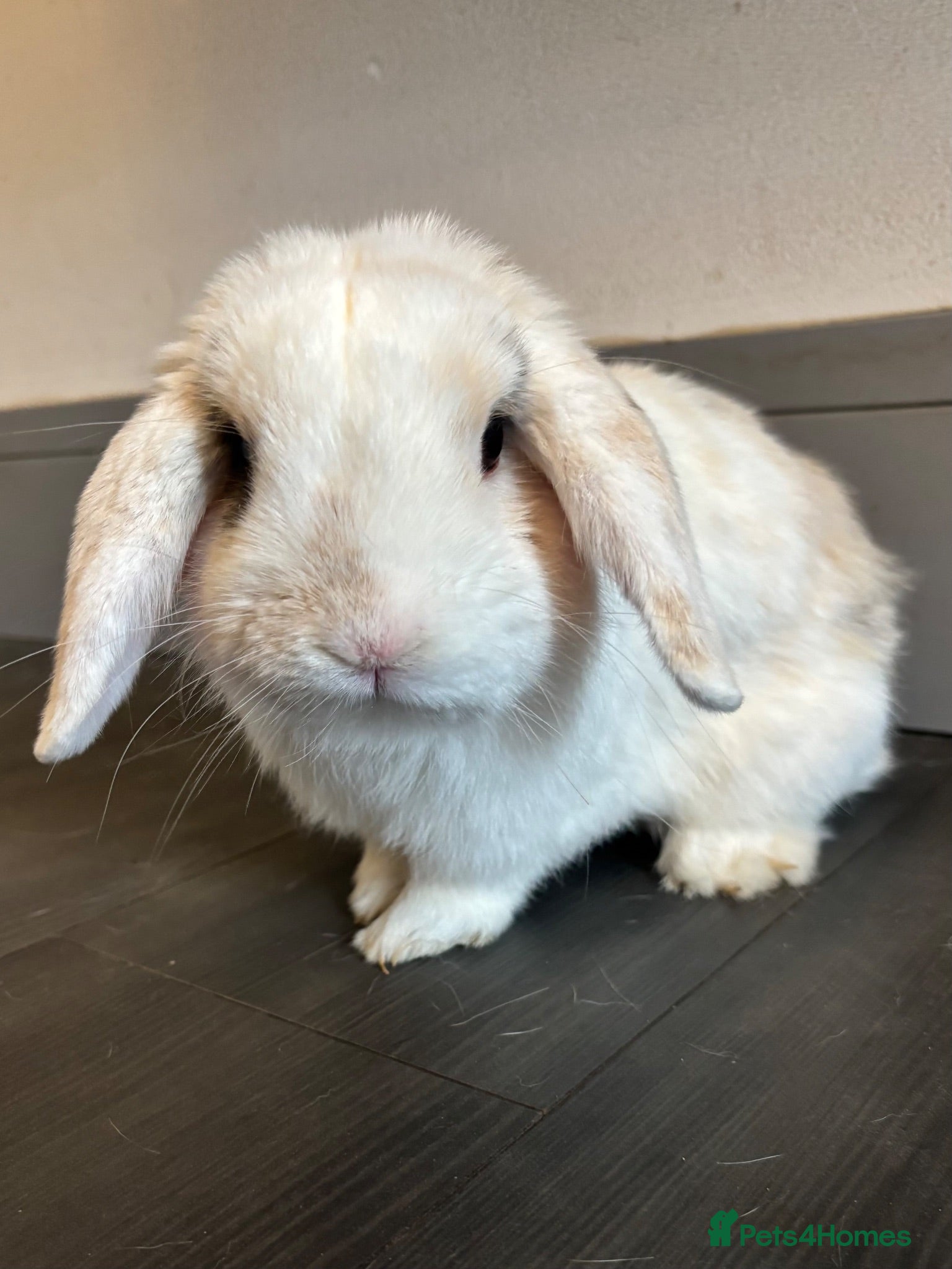 Mini Lop rabbits Beautiful mini-lop rabbit for sale - Advert 1
