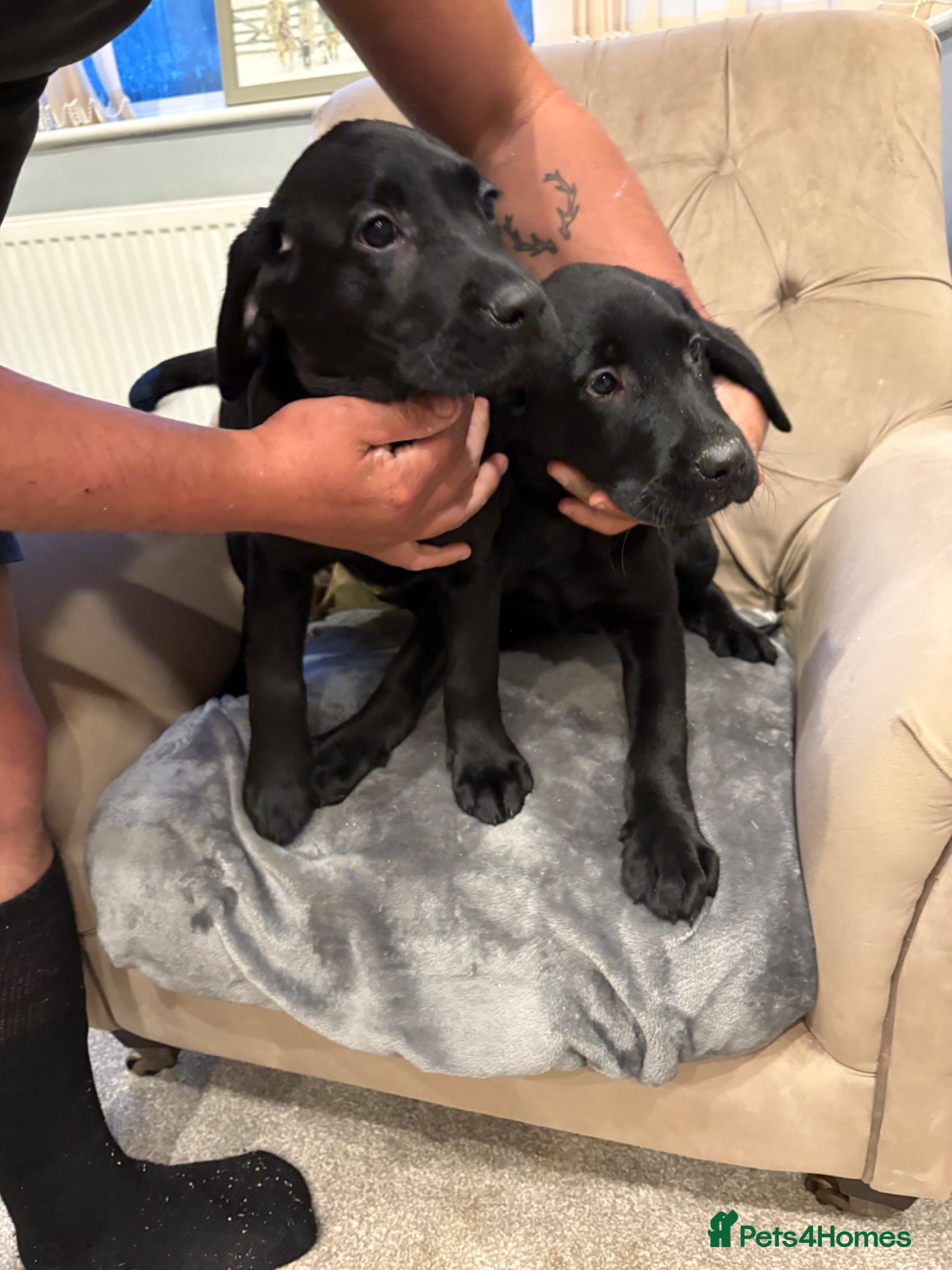 Labrador Retriever dogs 3 kc registered puppies (3 dogs left) - Advert 7
