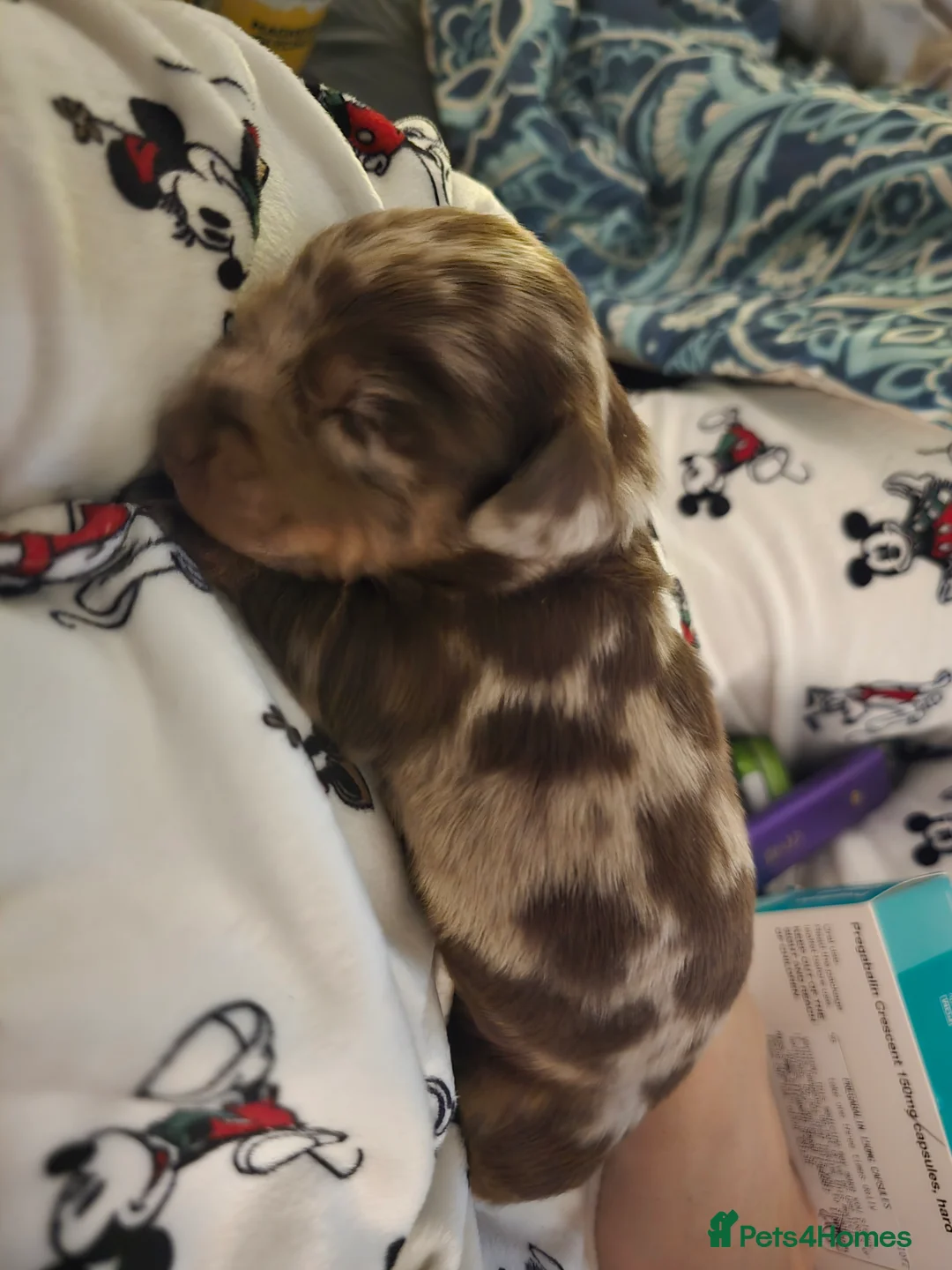 Miniature Dachshund dogs for sale: READY NOW 1 female dapple mini dachshund - Advert 27