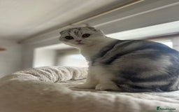 Scottish Fold cats for sale: Kittens Ready for Their Forever Homes - Image 19