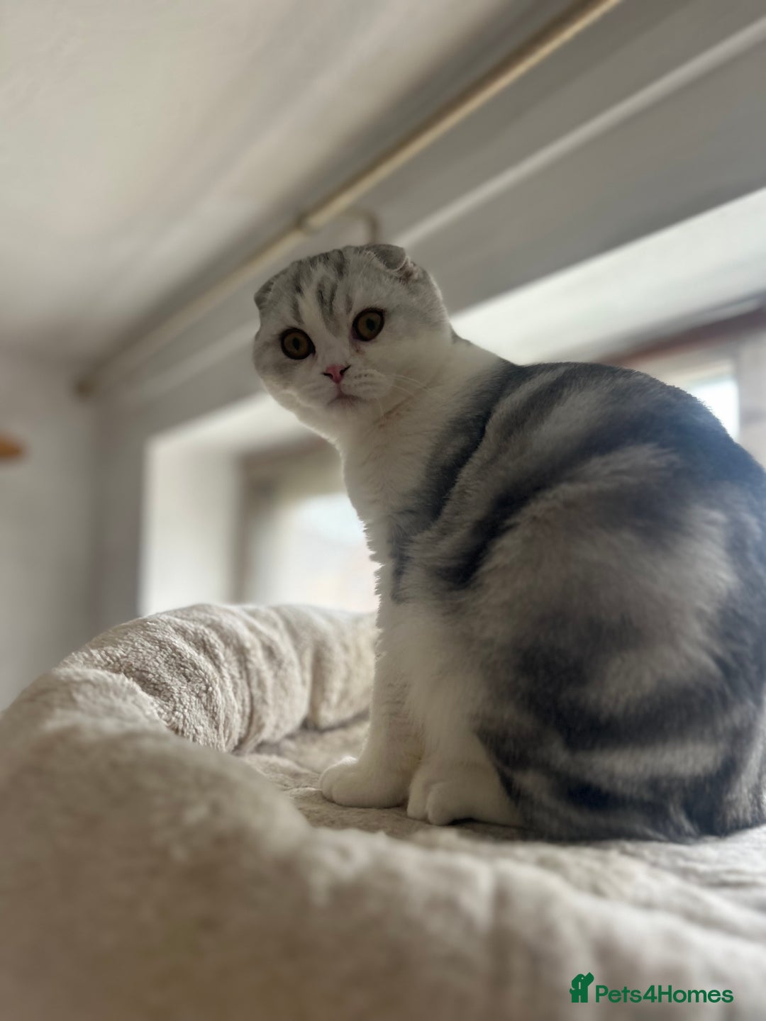Scottish Fold cats for sale: Kittens Ready for Their Forever Homes - Image 19