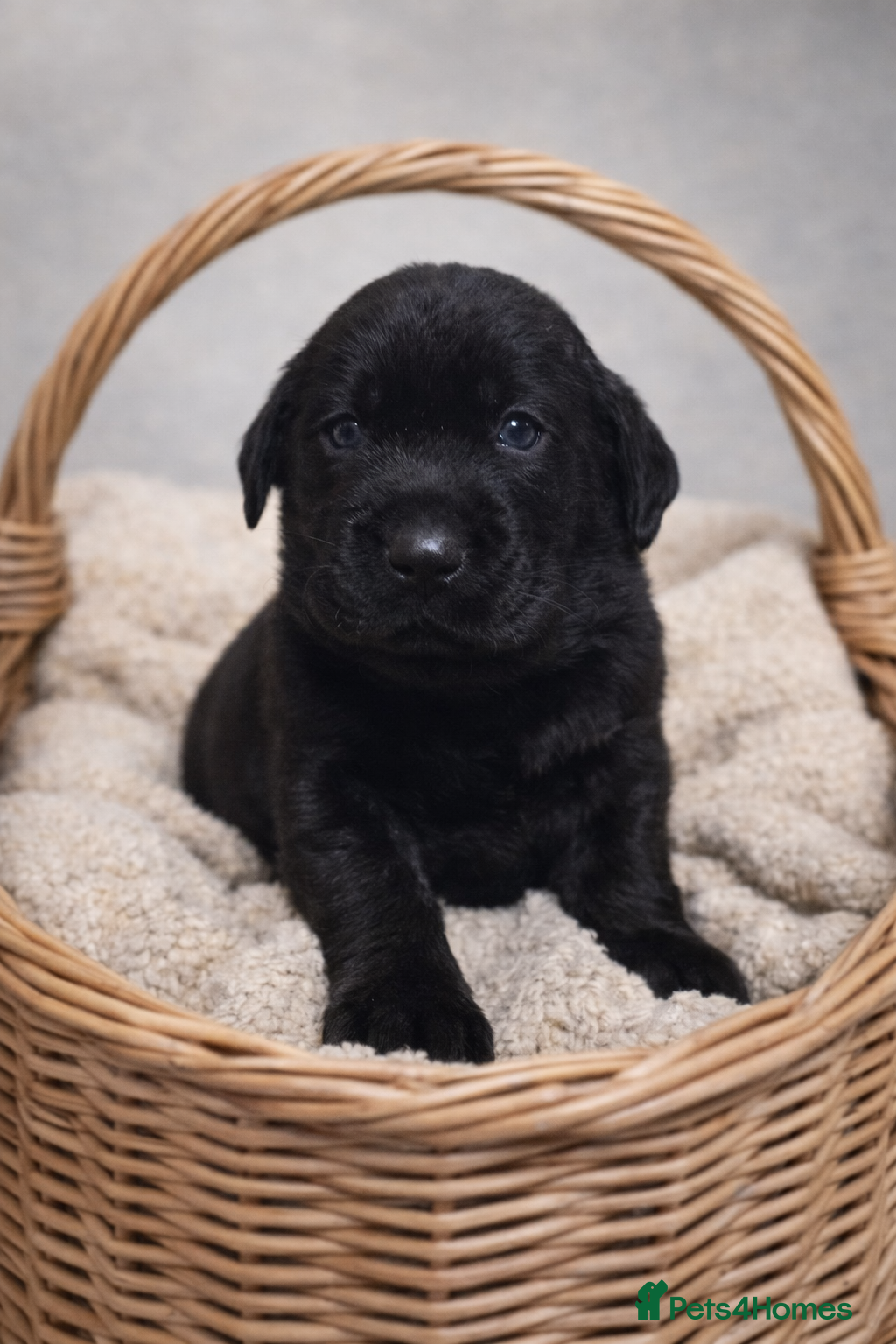 Labrador Retriever dogs 2 YELLOW / 1 BLACK Labrador retriever boys - Advert 2