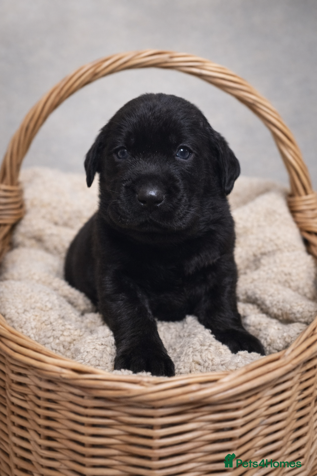 Labrador Retriever dogs for sale: YELLOW/BLACK Exceptional Labrador retriever boys - Advert 4