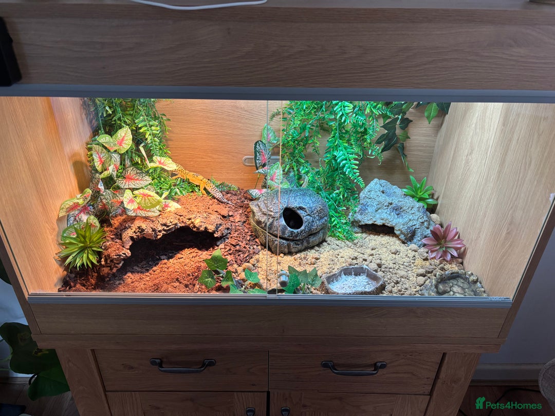 Leopard Gecko reptiles for sale: Leopard gecko and full set up.  - Advert 3