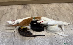 Turkish Angora cats for sale: Turkish Angora x kittens - Image 1