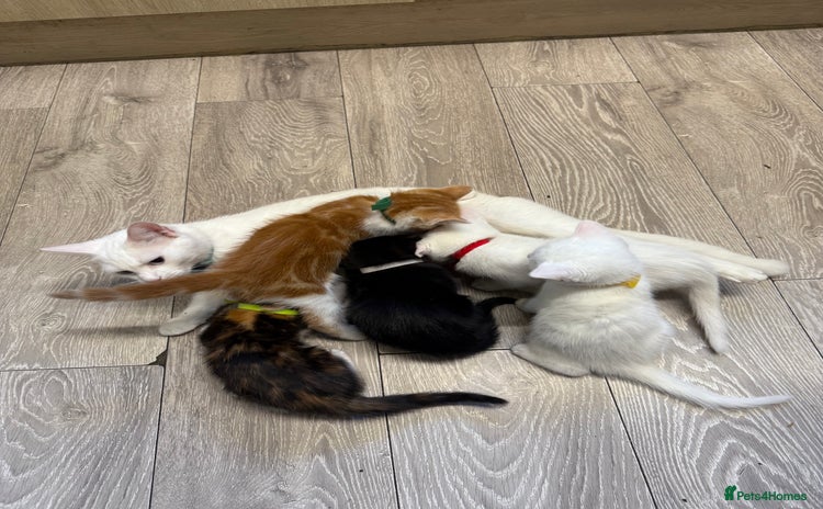 Turkish Angora cats - Advert 1