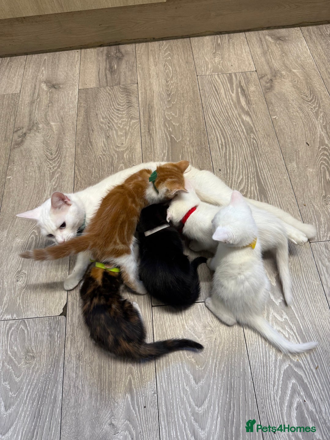 Turkish Angora cats for sale: Turkish Angora x kittens - Image 1