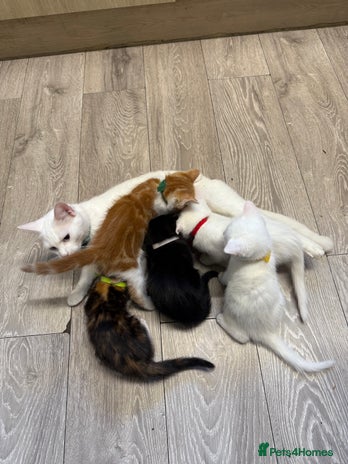 Turkish Angora cats - Advert 1