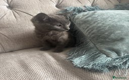 Mixed Breed cats for sale: Kitten  - Image 2