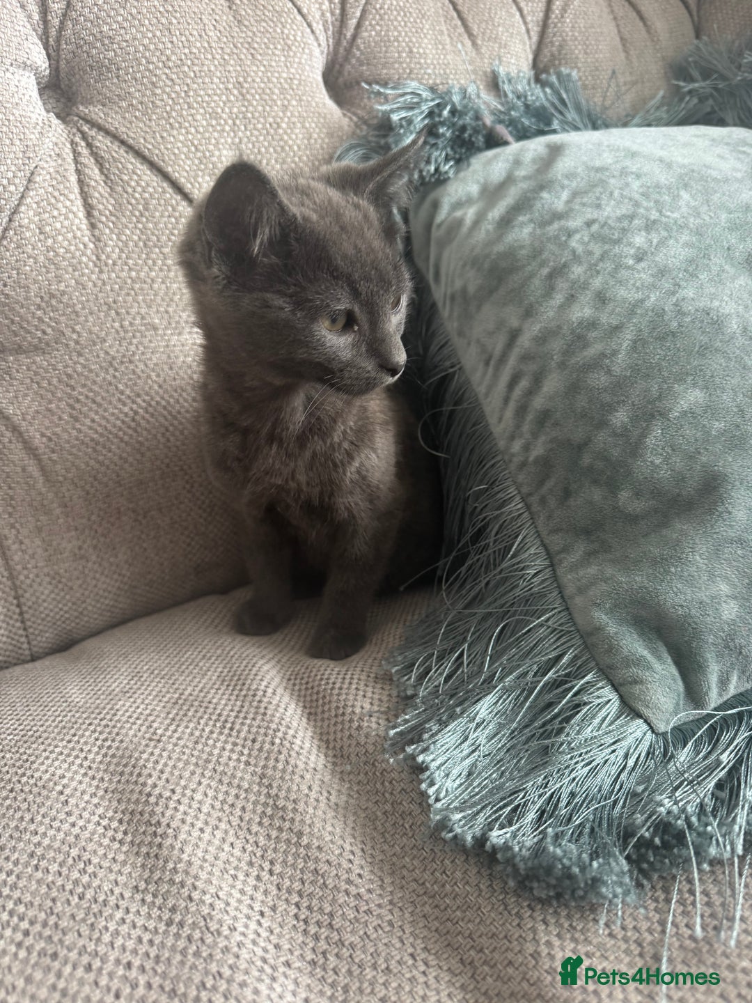 Mixed Breed cats for sale: Kitten  - Image 2
