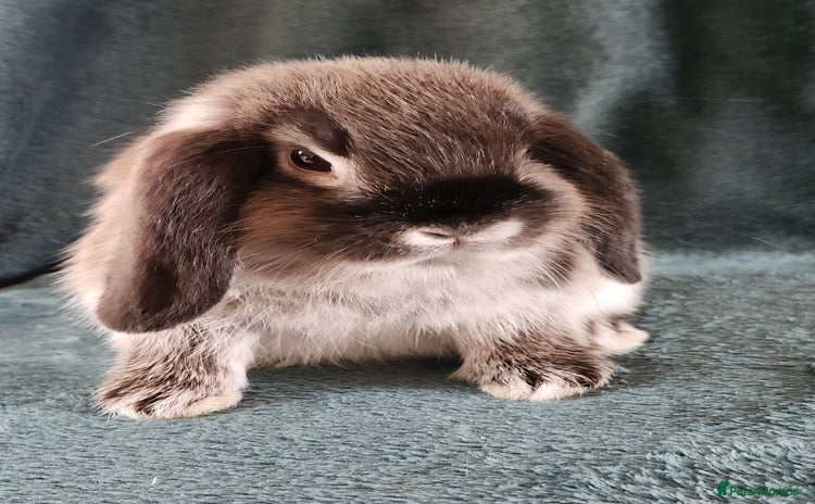 Mini Lion Lop rabbits - Advert 9