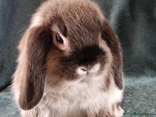 Mini Lion Lop rabbits - Advert 13