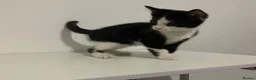 American Shorthair cats for sale: Kitten looking for a loving home - Advert 3