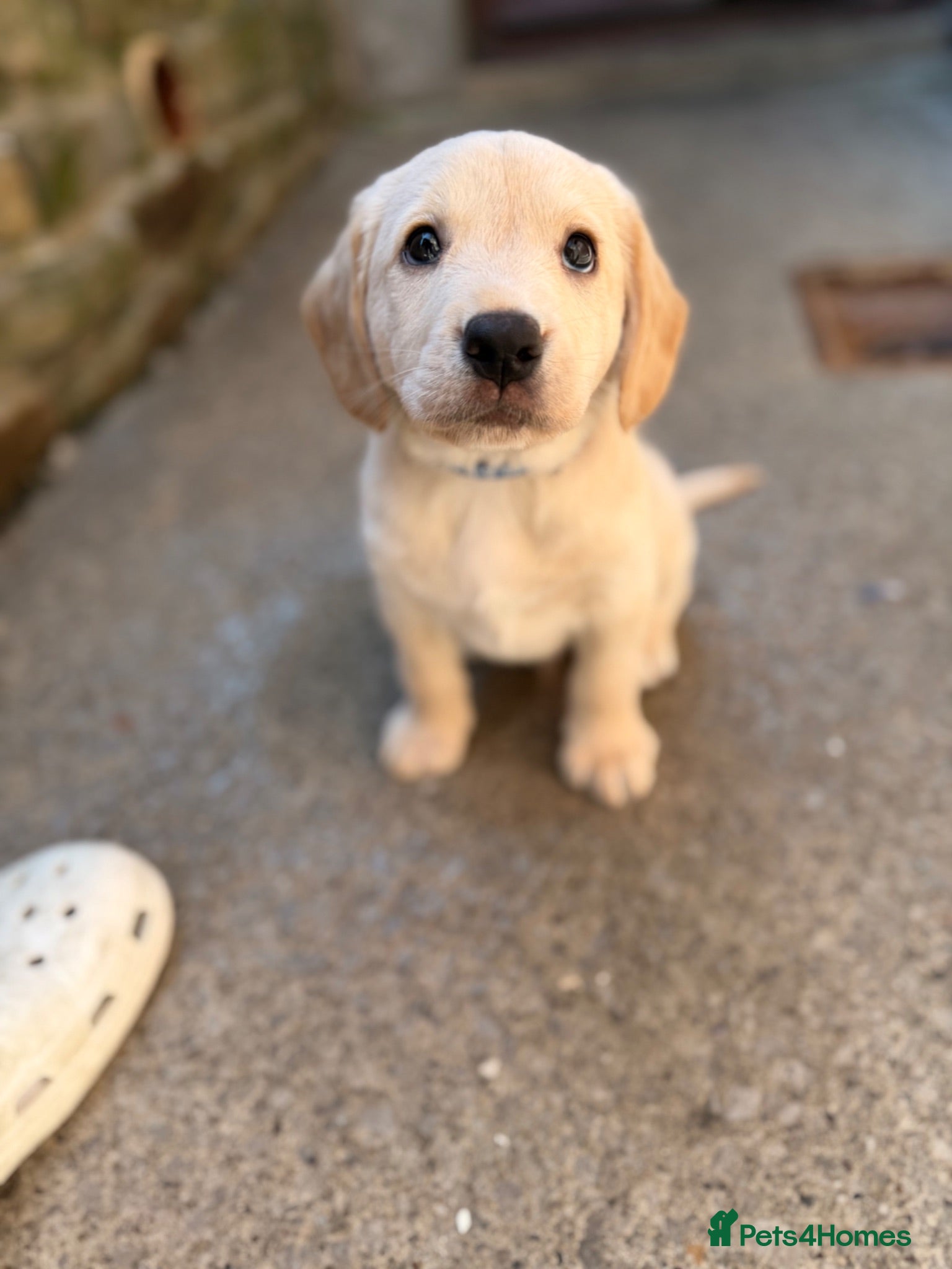 Cockerdor dogs Golden Male Cockerdor 🐾🐶 - Advert 8