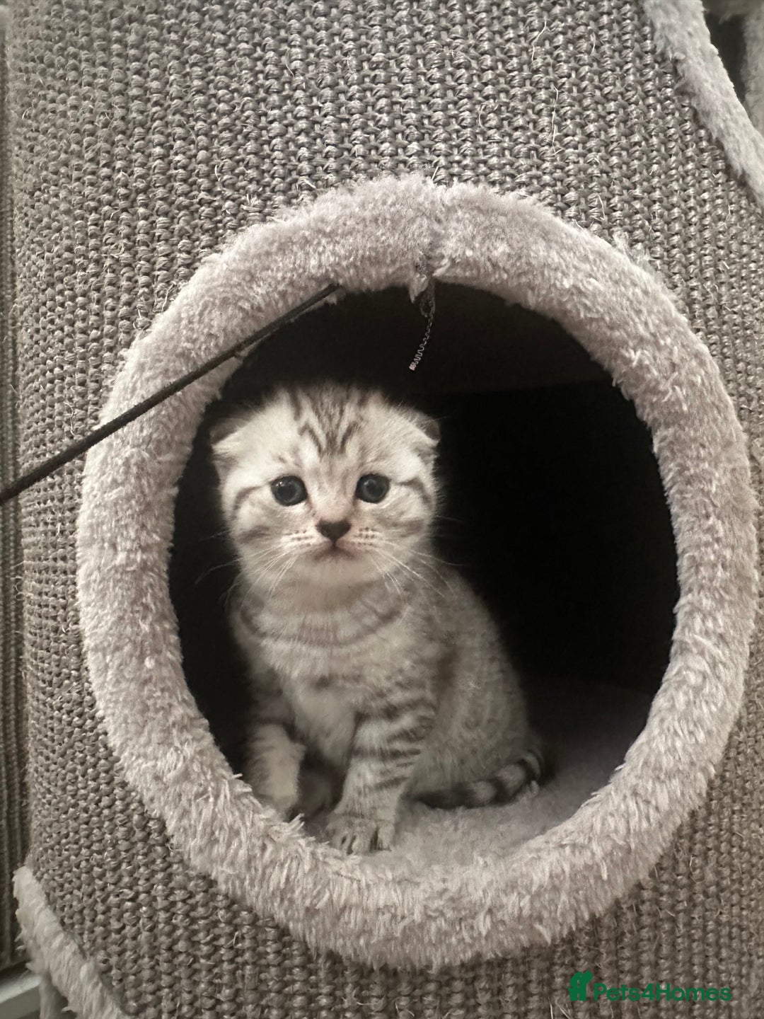 Scottish Fold cats for sale: Two adorable Scottish fold and straight kittens - Advert 1