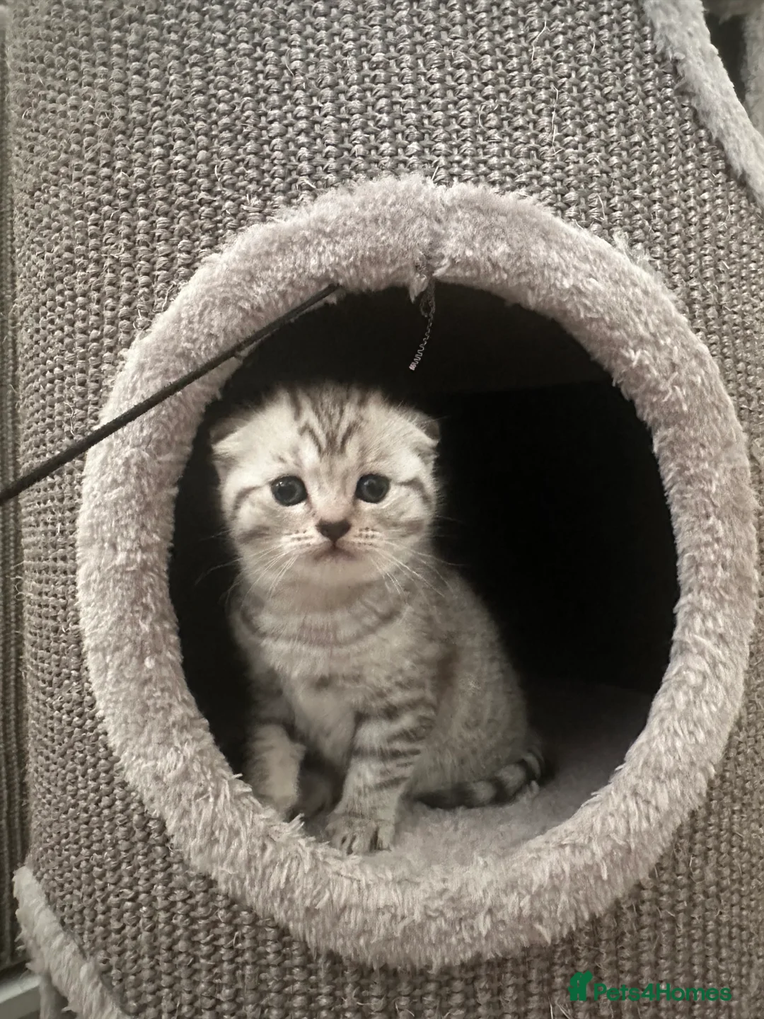 Scottish Fold cats for sale: Two adorable Scottish fold and straight kittens - Advert 18