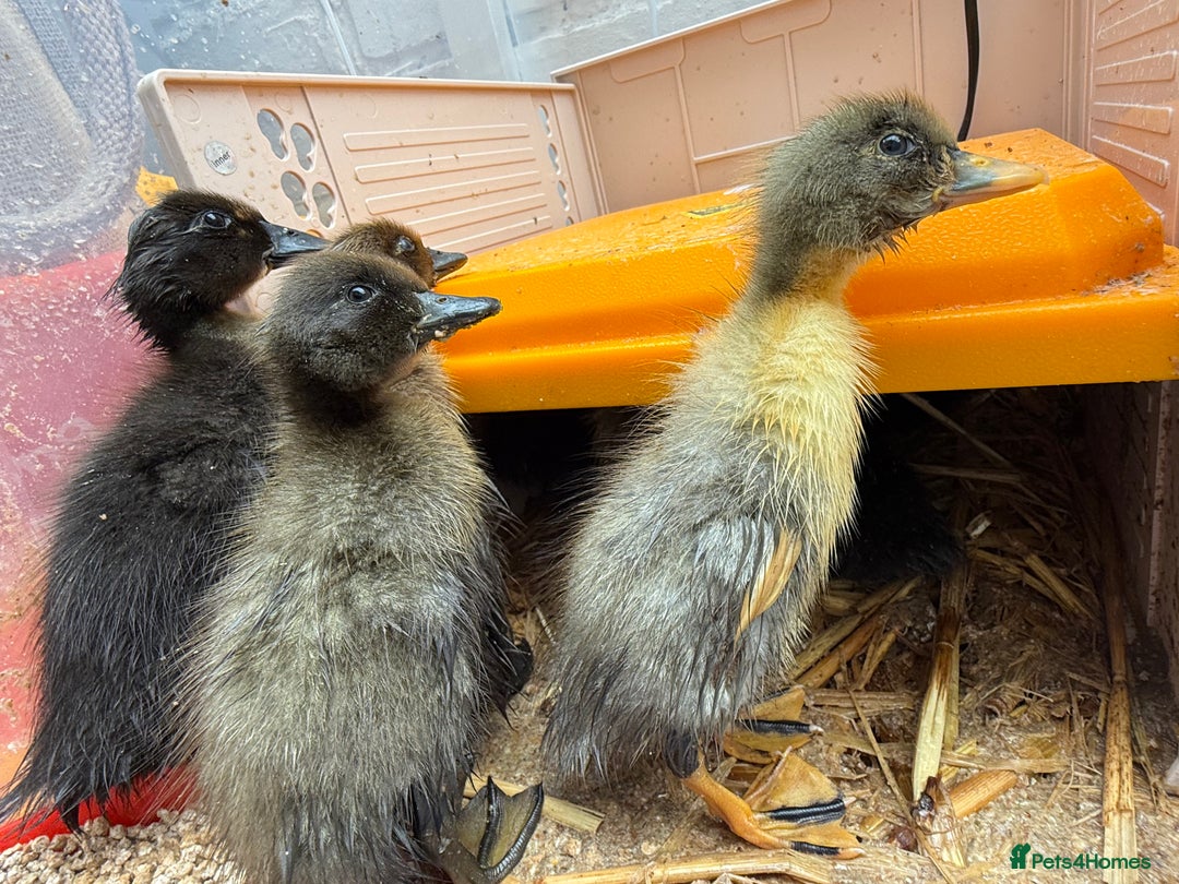 Ducks poultry for sale: Indian runner ducklings  - Image 2