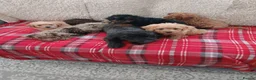 Cavapoo dogs for sale: Beautiful cavapoo puppies  in Winsford - Advert 3