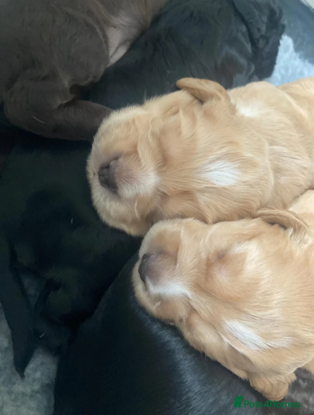 Cocker Spaniel dogs for sale: Working Cocker Spaniels for sale - Advert 7
