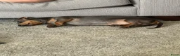 Miniature Dachshund dogs for sale: Blue/Tan 3 year old male miniature dachshund  in Sutton - Advert 6