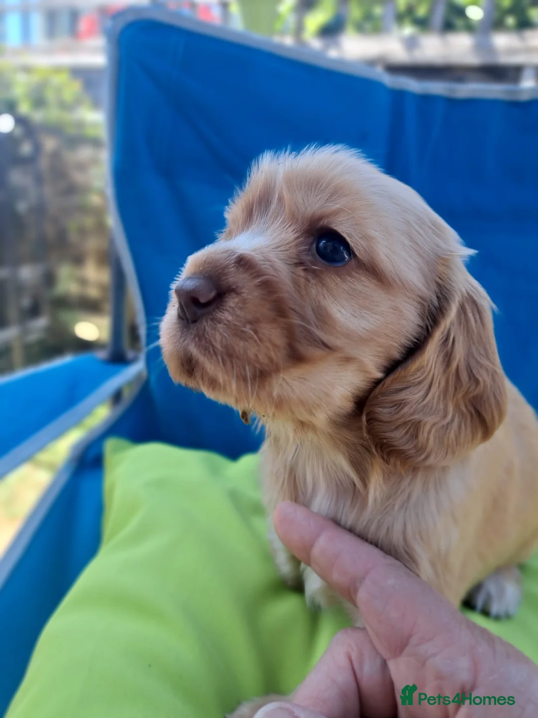 Cocker Spaniel dogs for sale: Show Type Cocker Spaniel puppies available in Welwyn - Advert 2
