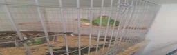 Parrots birds for sale: Pair of Red lored amazon for sale in Peterborough - Advert 9