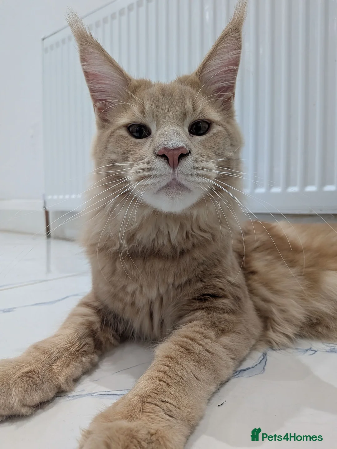 Maine Coon cats for sale: Beautiful Mainecoon cat (comes with everything)  - Advert 13