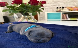 Staffordshire Bull Terrier dogs for sale: Blue Staffordshire Bull Terrier KC registered  - Image 13