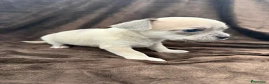 Chihuahua 7
