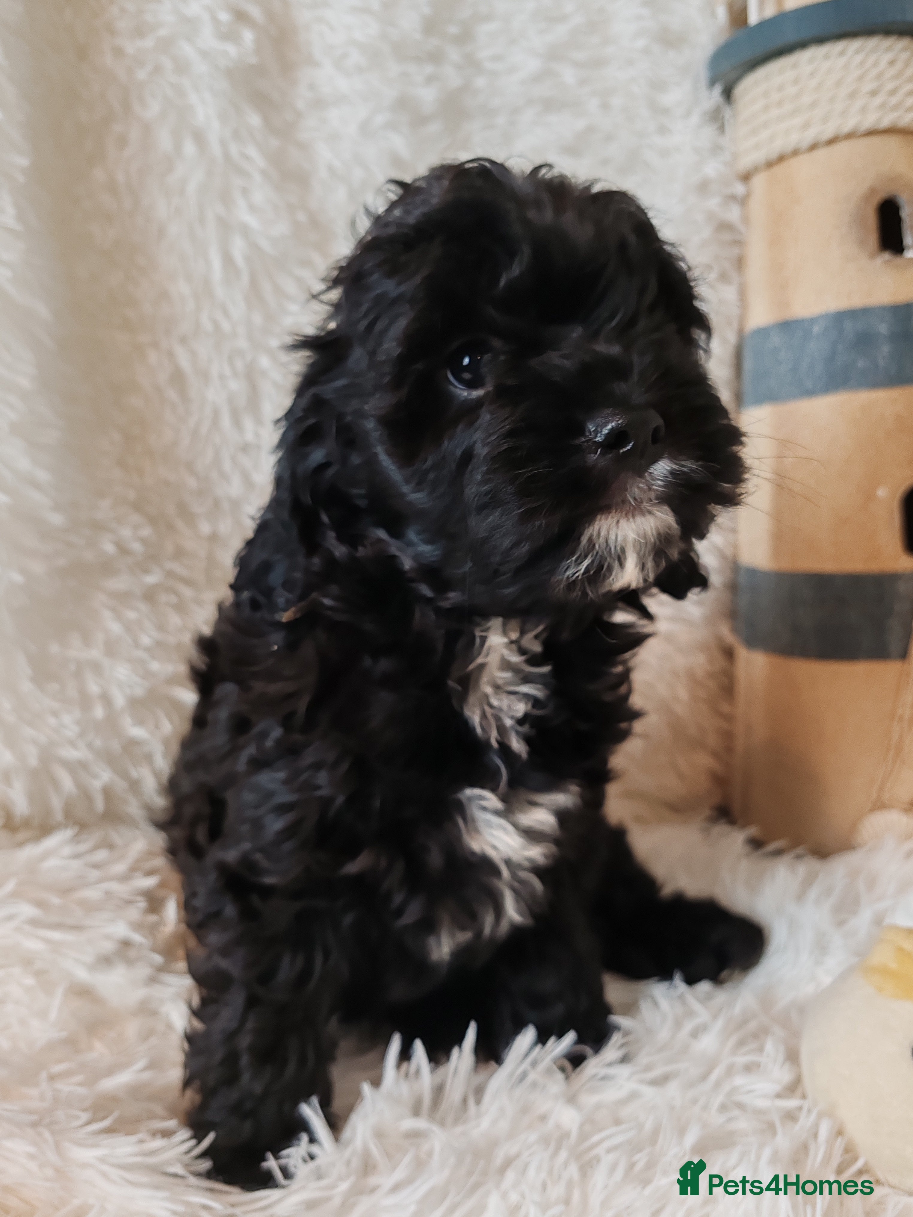 Cavapoo dogs F1 Cavapoo - Advert 2