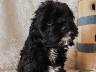 Cavapoo dogs F1 Cavapoo - Advert 14