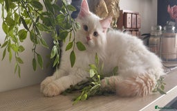 Siberian cats for sale: Adorable Neva Masquerade boys - Image 3