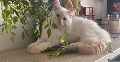 Siberian cats - Advert 7