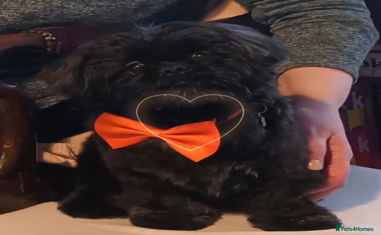 Shih Tzu dogs in Bolton - Advert 13