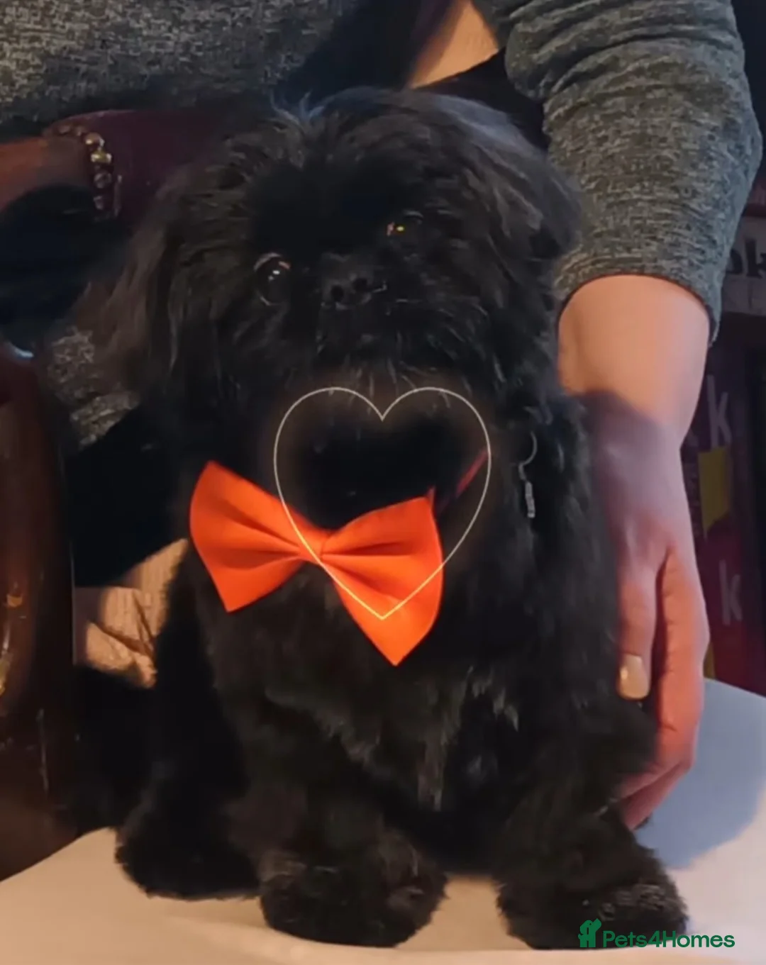 Shih Tzu dogs for stud:  imperial studs both proven  in Bolton - Advert 1